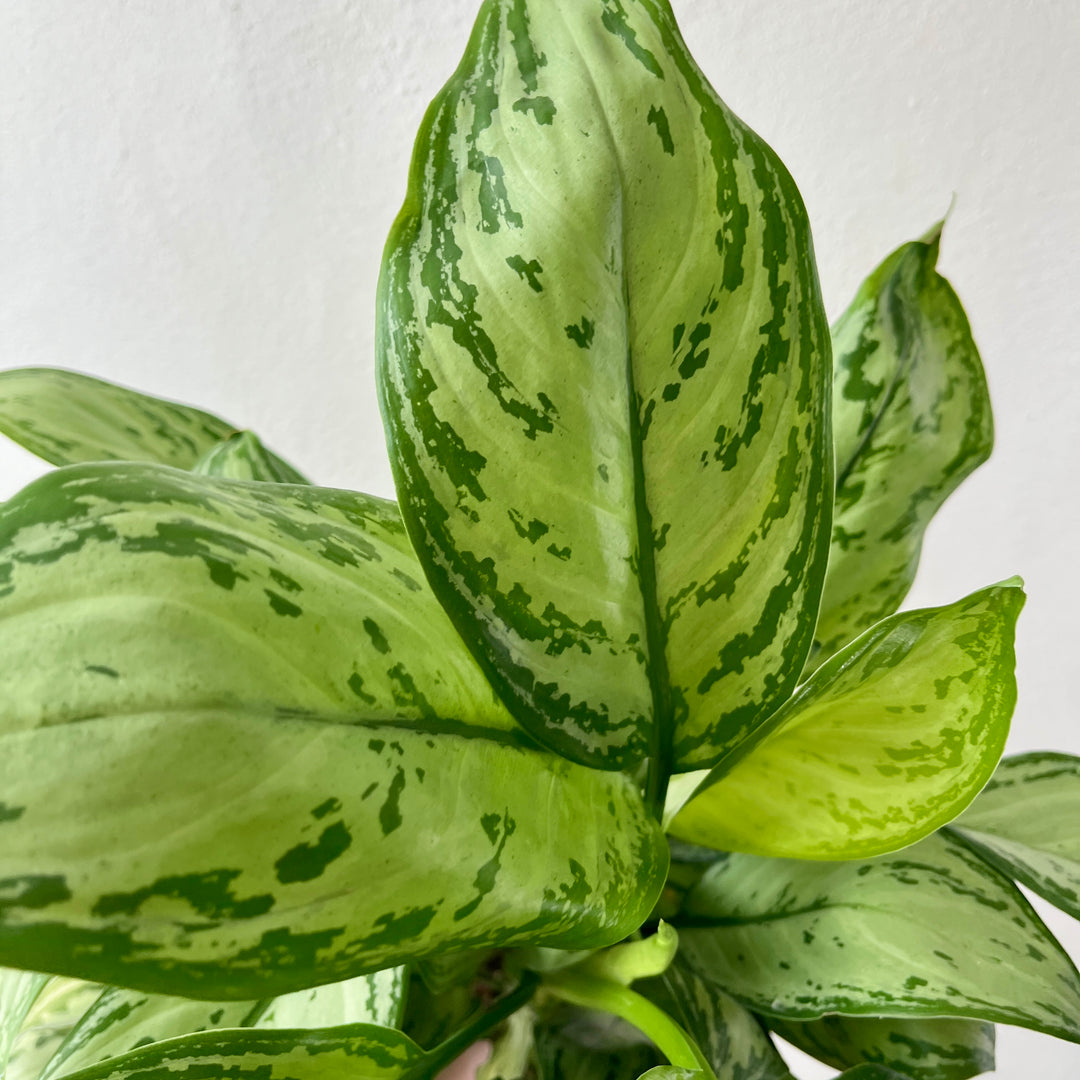 Aglaonema Maria Christina - Chinese evergreen