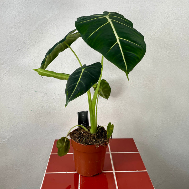 Alocasia Frydek - Green velvet alocasia - elephant's ear