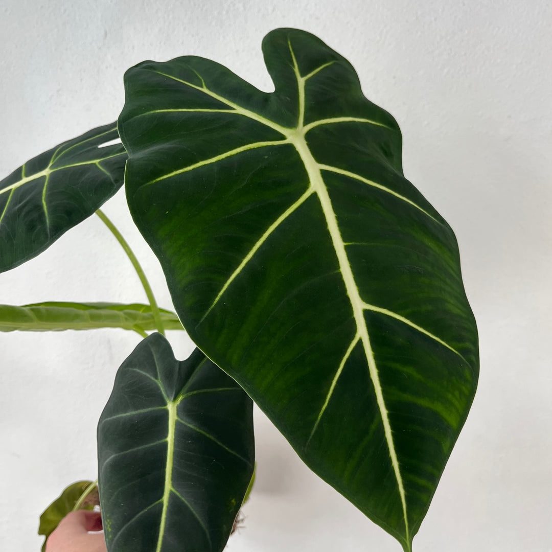 Alocasia Frydek - Green velvet alocasia - elephant's ear