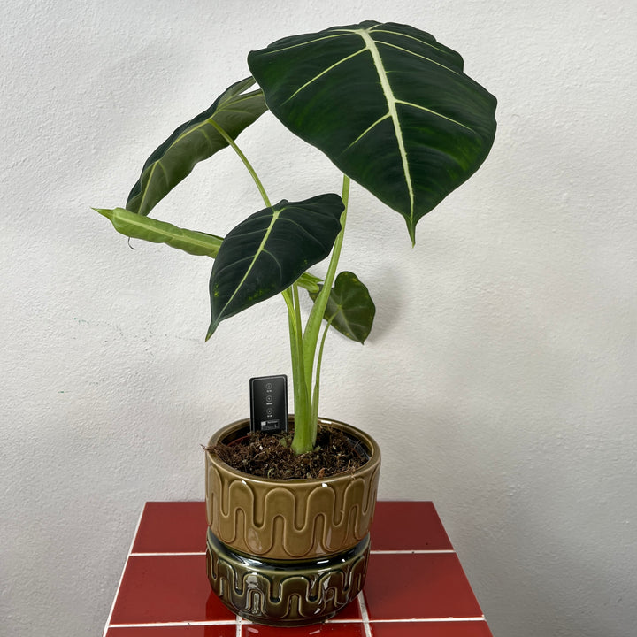 Nancy Ceramic Pot – Green, 14 cm