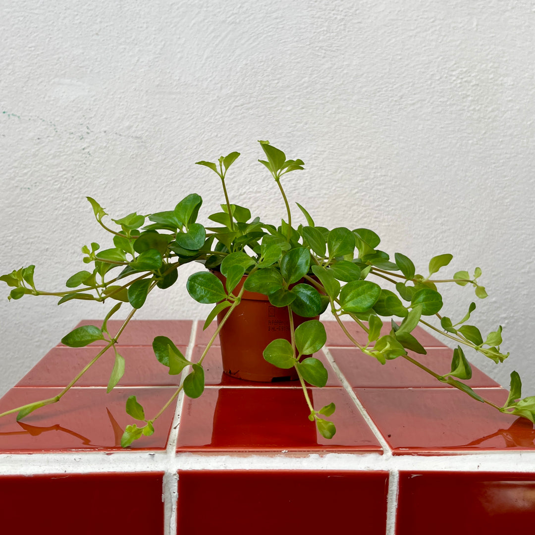 Peperomia rotundifolia – Trailing Jade Peperomia