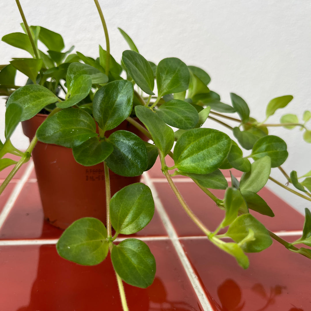 Peperomia rotundifolia – Trailing Jade Peperomia