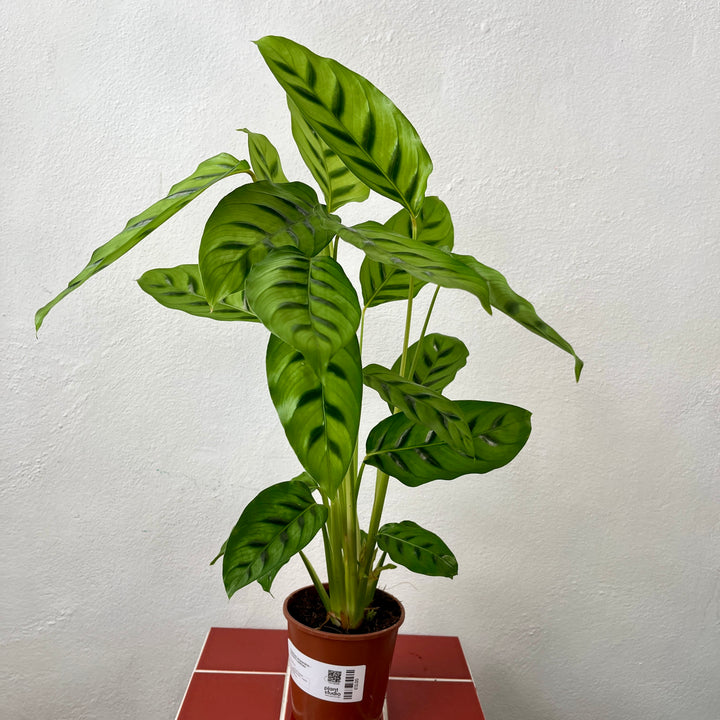 Calathea leopardina - Leopard Calathea