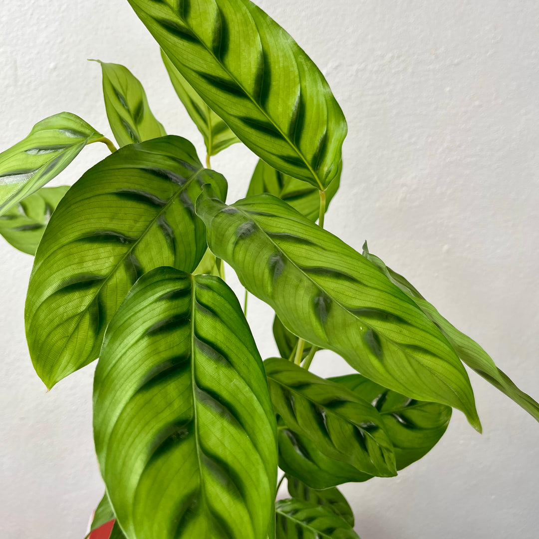 Calathea leopardina - Leopard Calathea