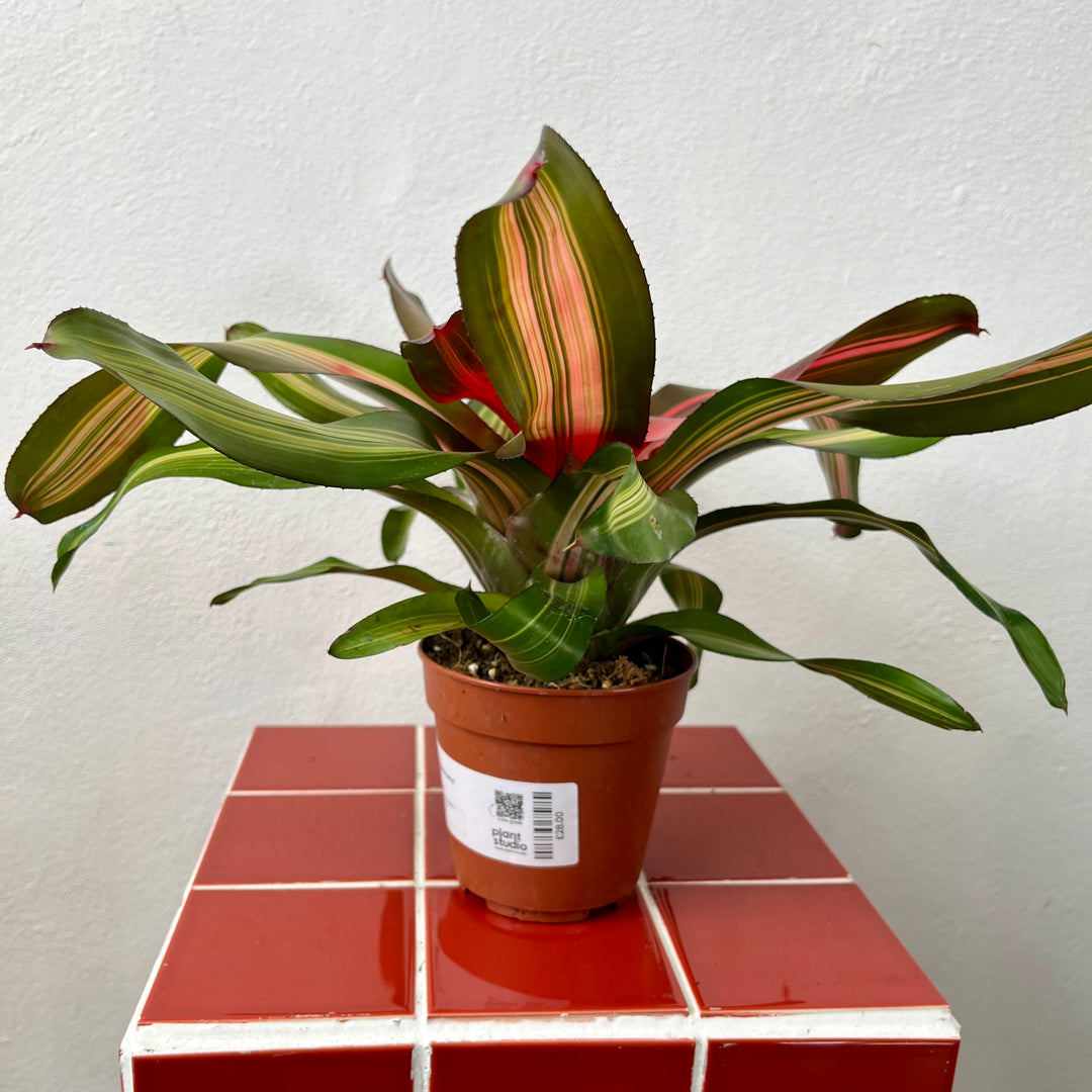 Neoregelia 'Fancy'
