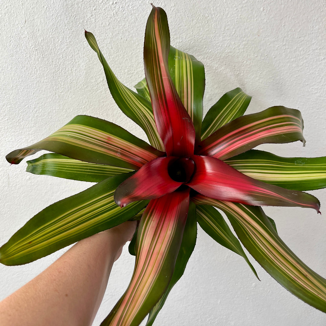 Neoregelia 'Fancy'