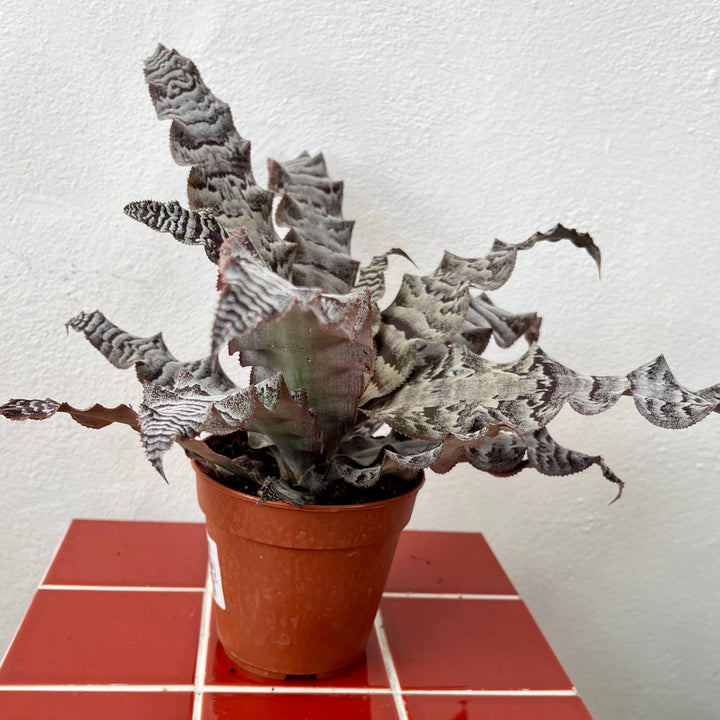 Cryptanthus zonatus - Zebra Earth Star