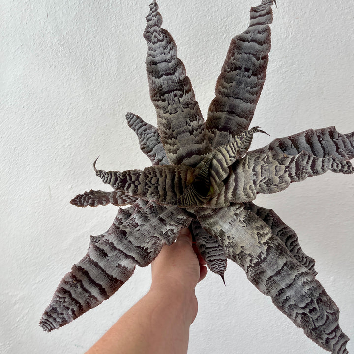 Cryptanthus zonatus - Zebra Earth Star