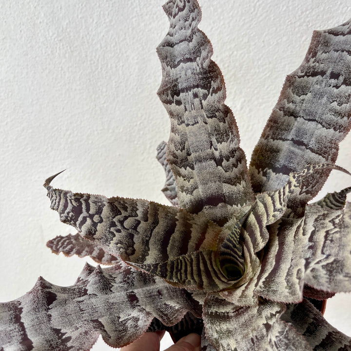 Cryptanthus zonatus - Zebra Earth Star