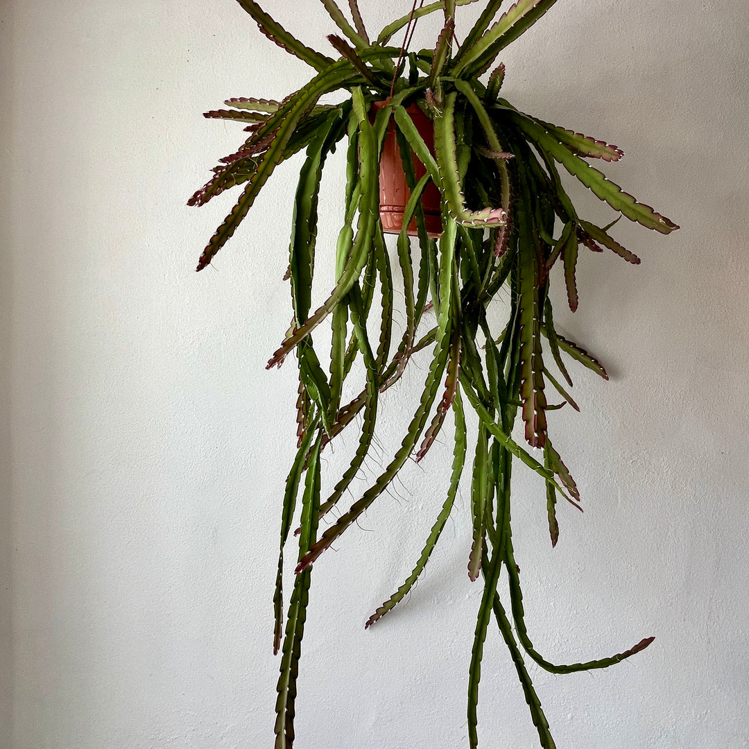 Lepismium cruciforme red tip - Hurricane Cactus