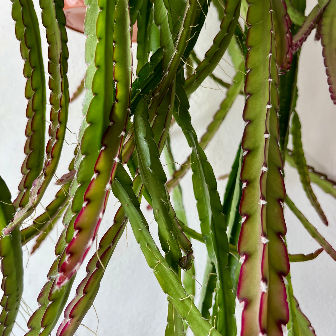 Lepismium cruciforme red tip - Hurricane Cactus