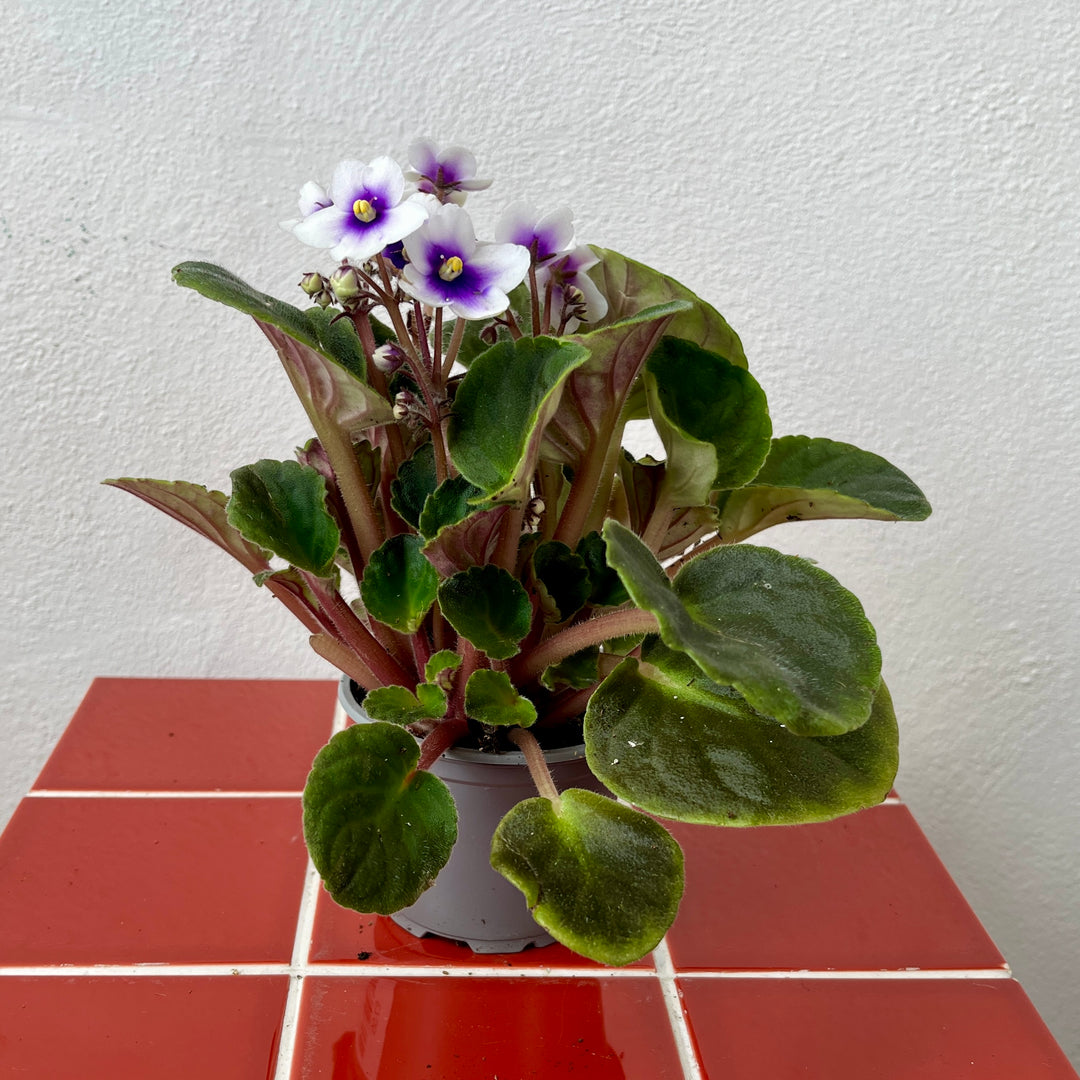 Saintpaulia – Purple African Violet