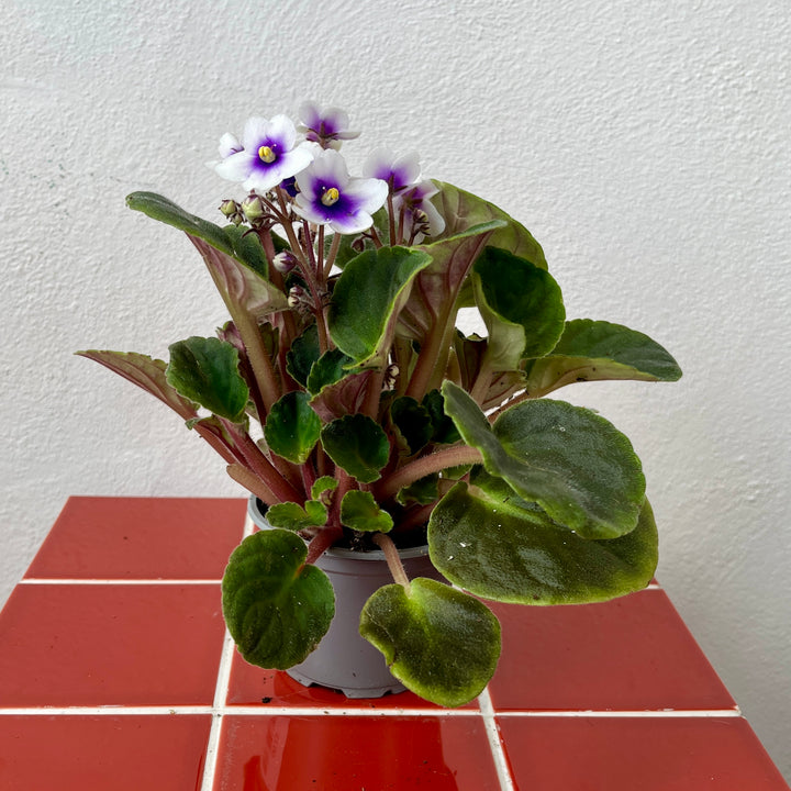 Saintpaulia – Purple African Violet