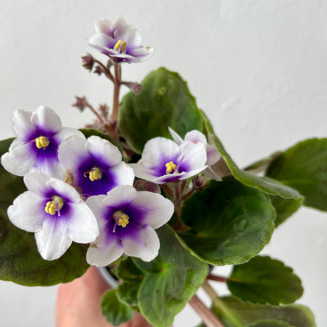 Saintpaulia – Purple African Violet