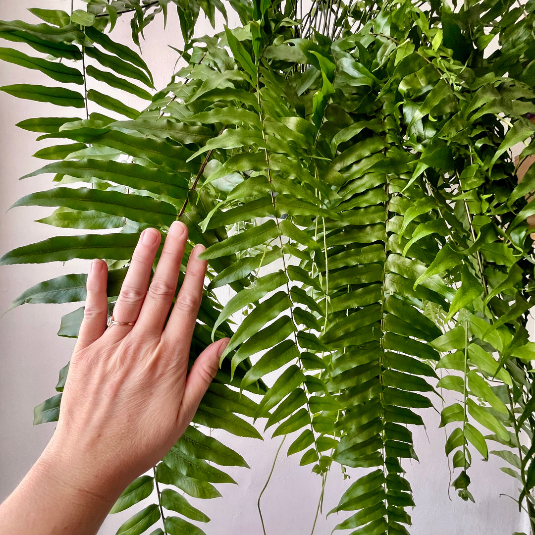 Nephrolepis 'Macho' – Giant Sward Fern