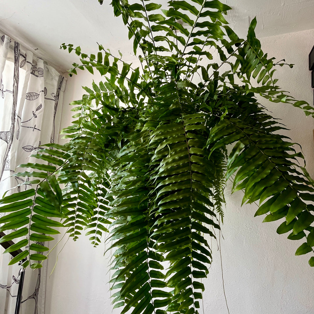 Nephrolepis 'Macho' – Giant Sward Fern