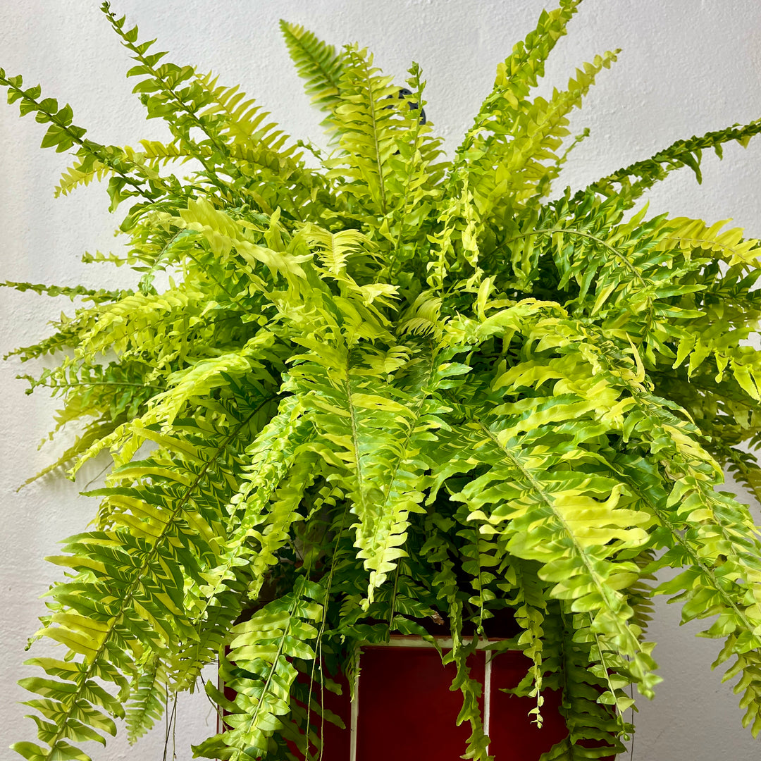 Nephrolepis 'Tiger Fern'