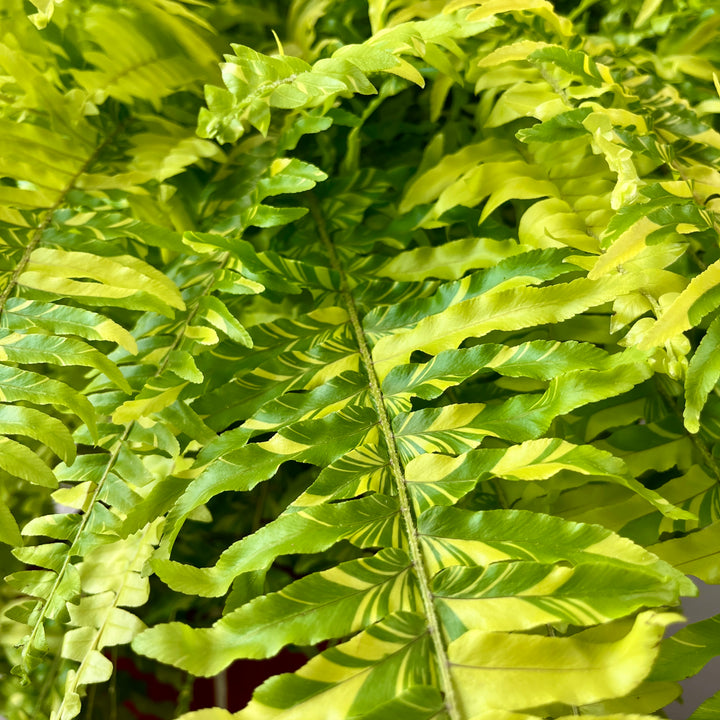 Nephrolepis 'Tiger Fern'