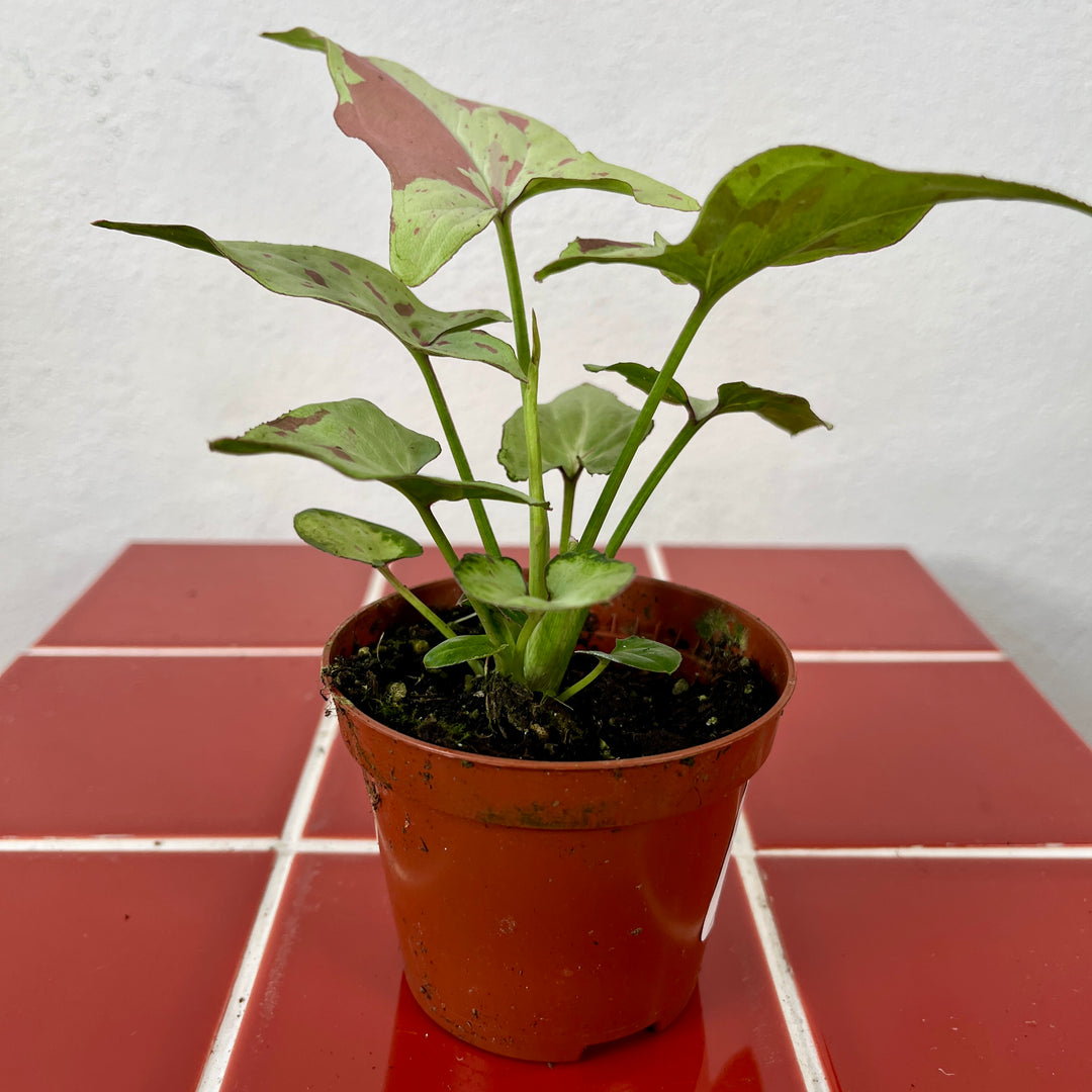 Syngonium 'Strawberry Milk' -  Variegated Arrowhead Plant
