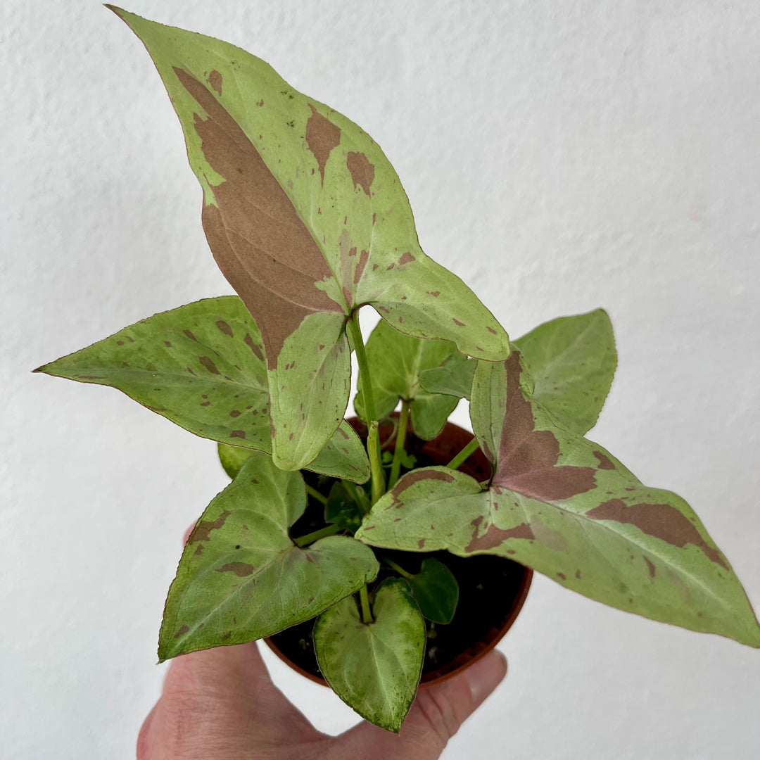 Syngonium 'Strawberry Milk' -  Variegated Arrowhead Plant