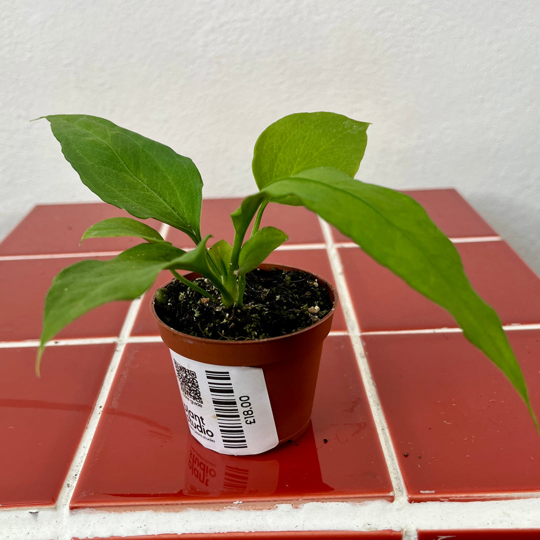 Anthurium vittarifolium – Strap Leaf Anthurium