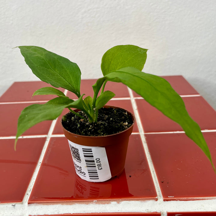 Anthurium vittarifolium – Strap Leaf Anthurium