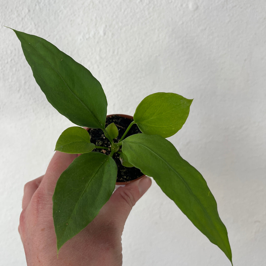 Anthurium vittarifolium – Strap Leaf Anthurium