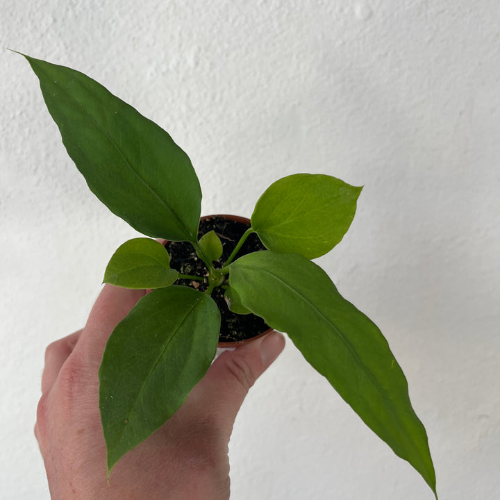 Anthurium vittarifolium – Strap Leaf Anthurium