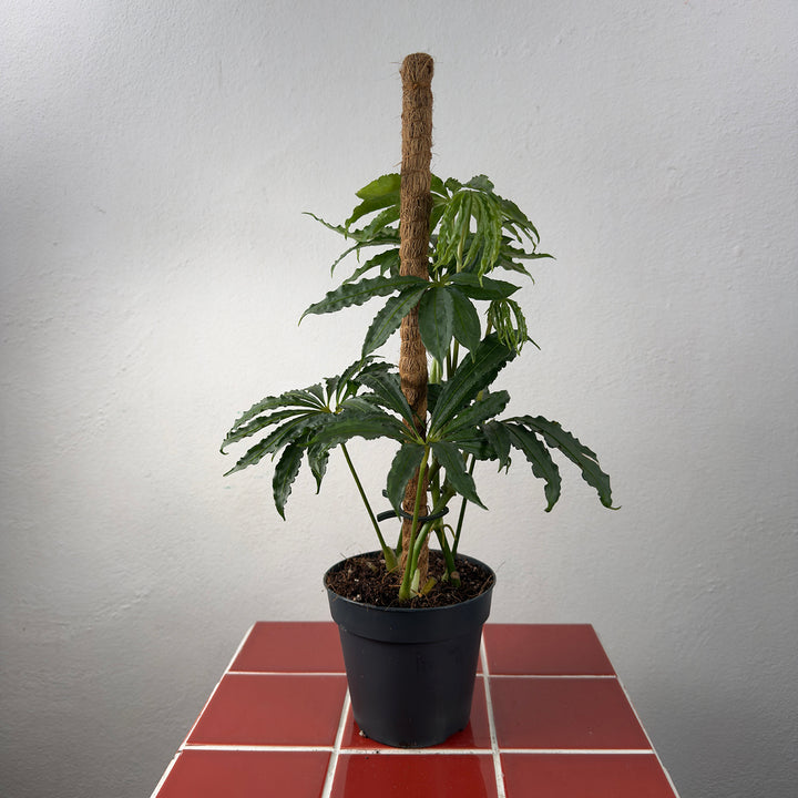Anthurium polyschistum – Finger Leaf Anthurium