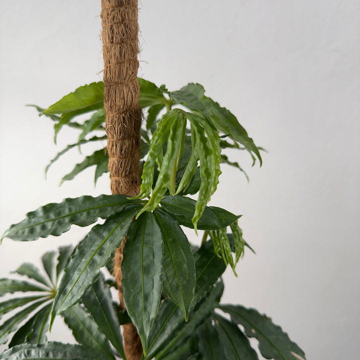 Anthurium polyschistum – Finger Leaf Anthurium
