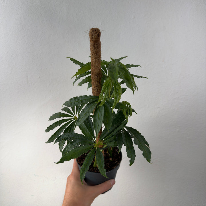 Anthurium polyschistum – Finger Leaf Anthurium