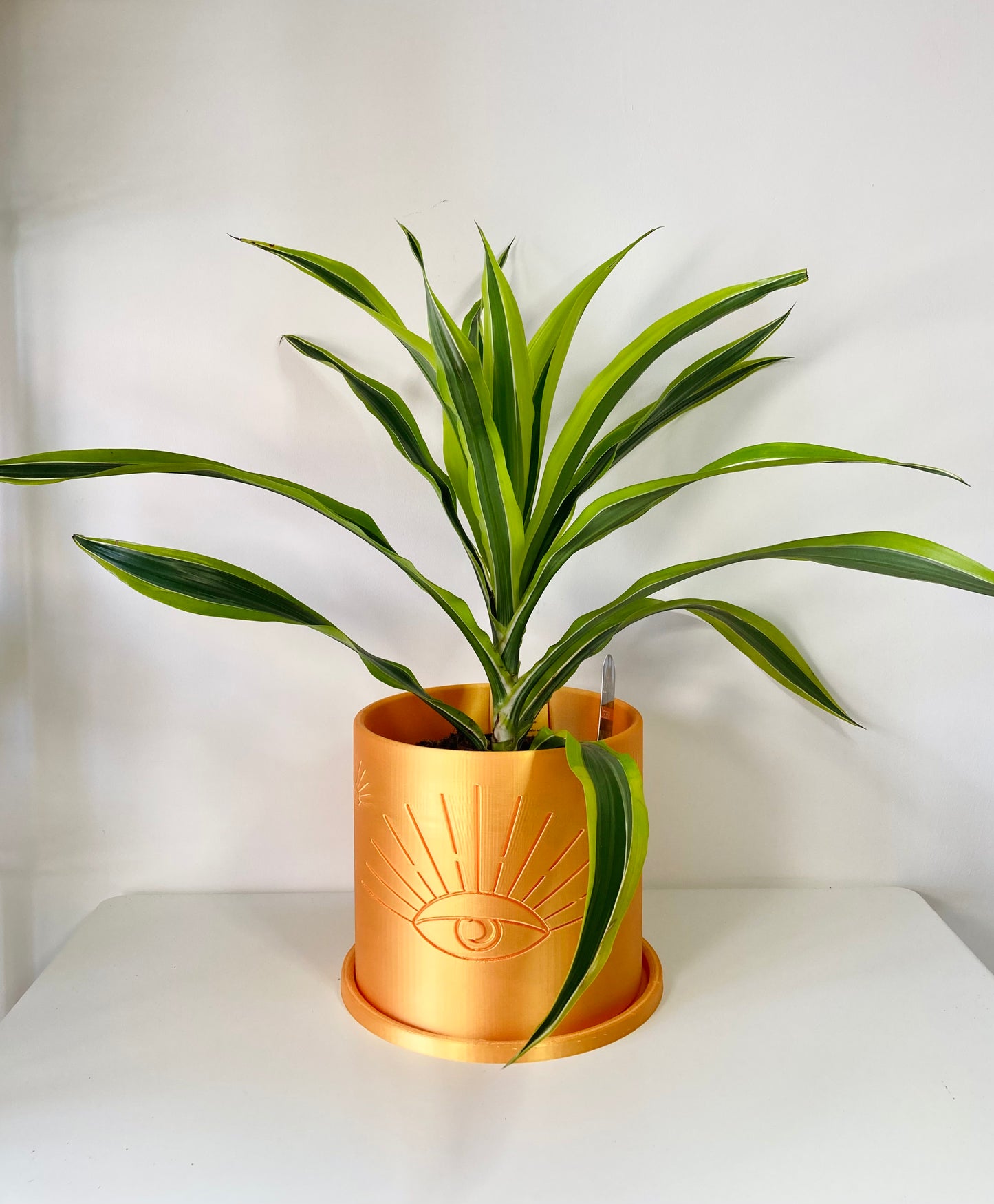 Dracaena Lemon Lime