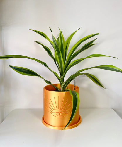 Dracaena Lemon Lime