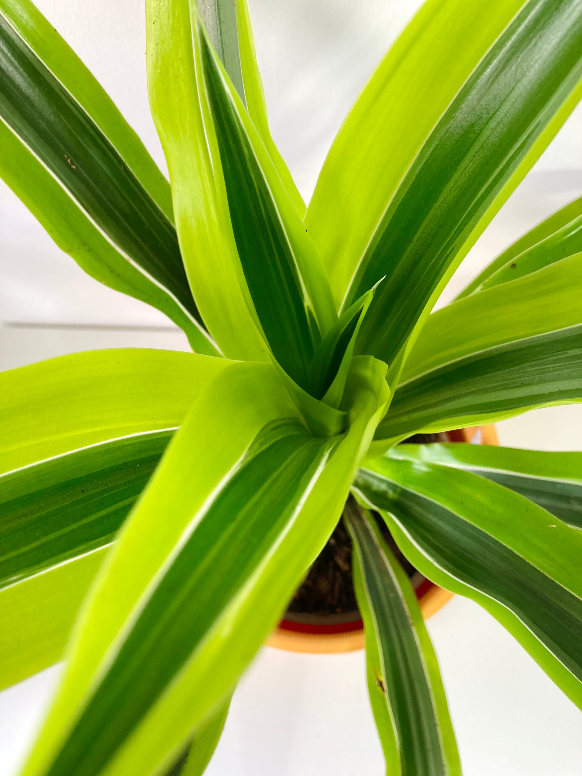 dracaena lemon lime cuidados Dracaena 'Lemon Lime' – Easy-Care Striped Houseplant – Plant Studio