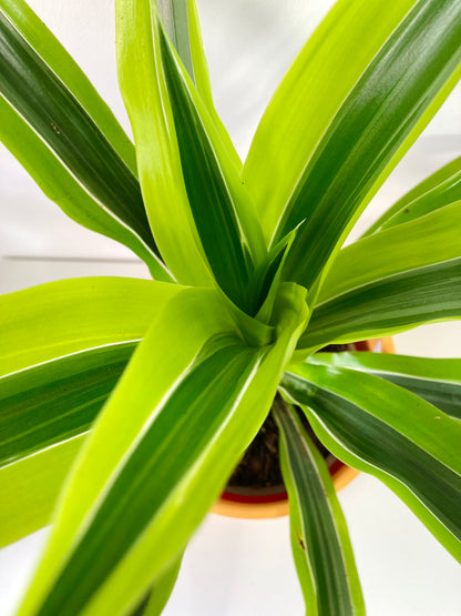 Dracaena Lemon Lime