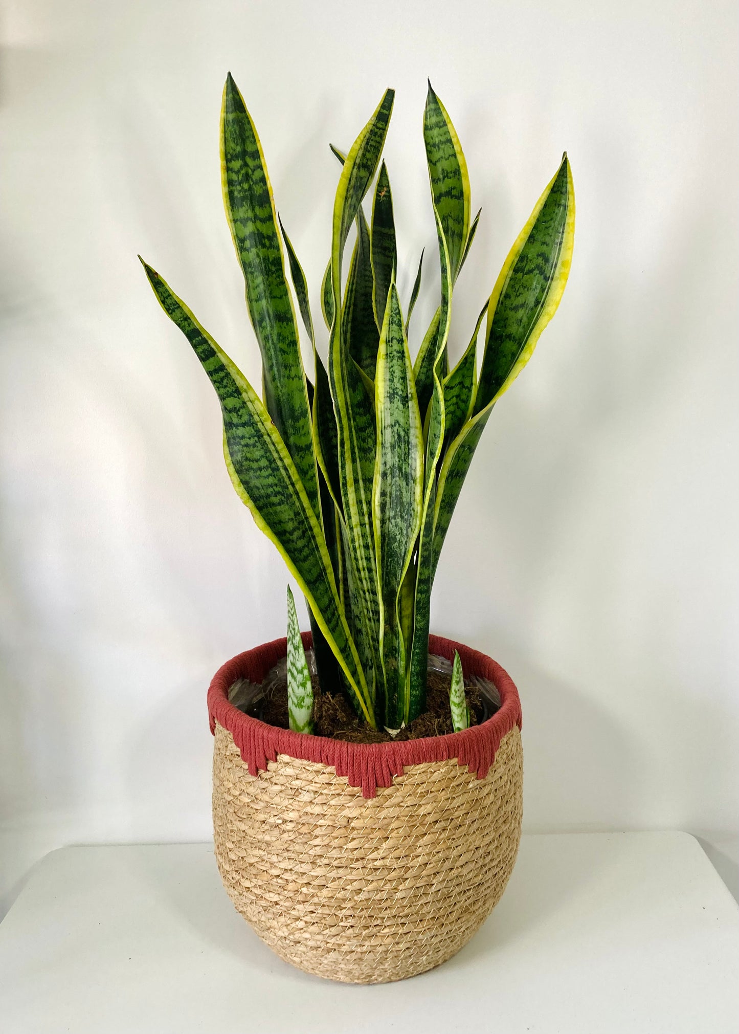 Sansevieria Laurentii  -Snake Plant