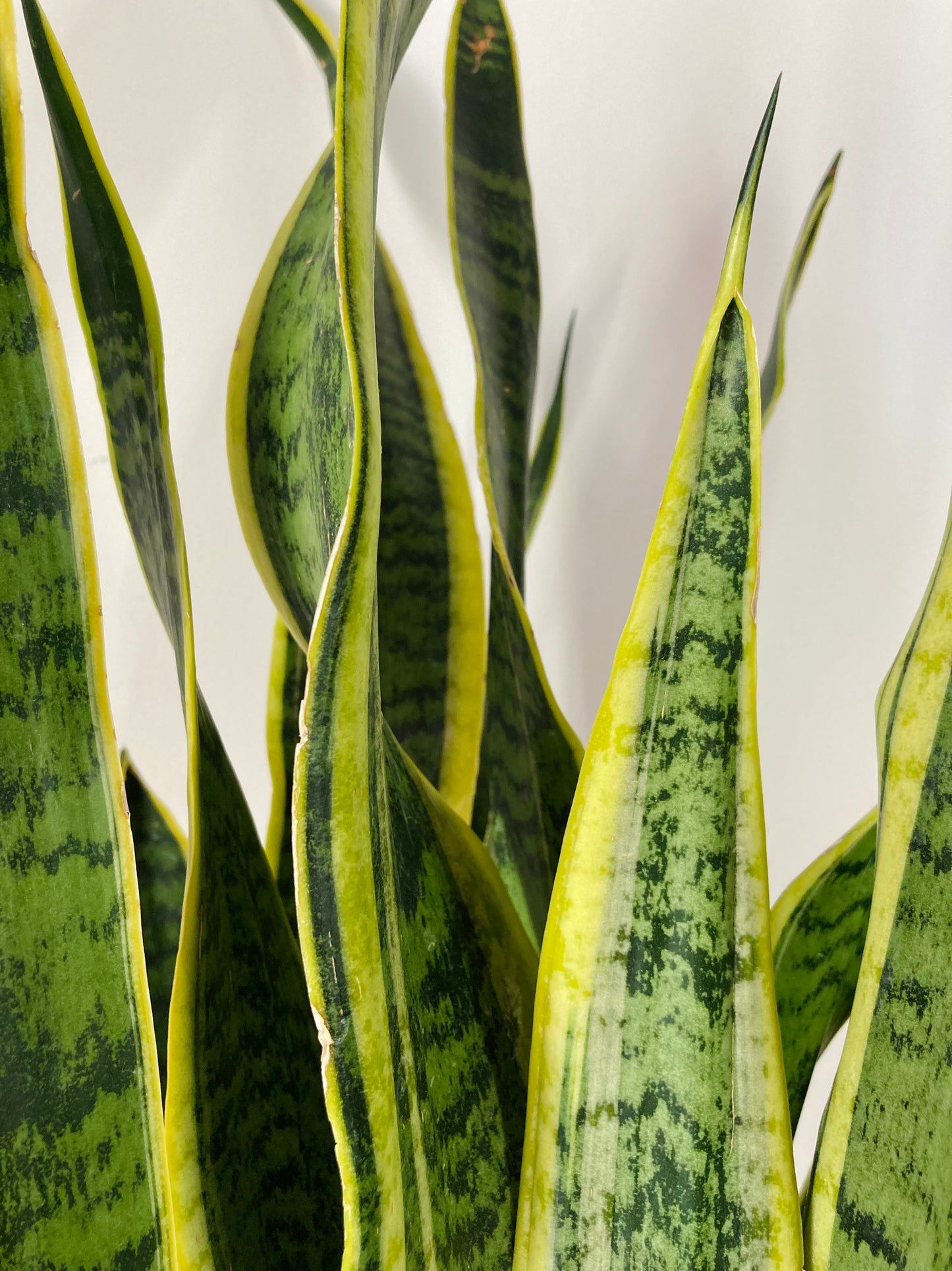 Sansevieria Laurentii  -Snake Plant