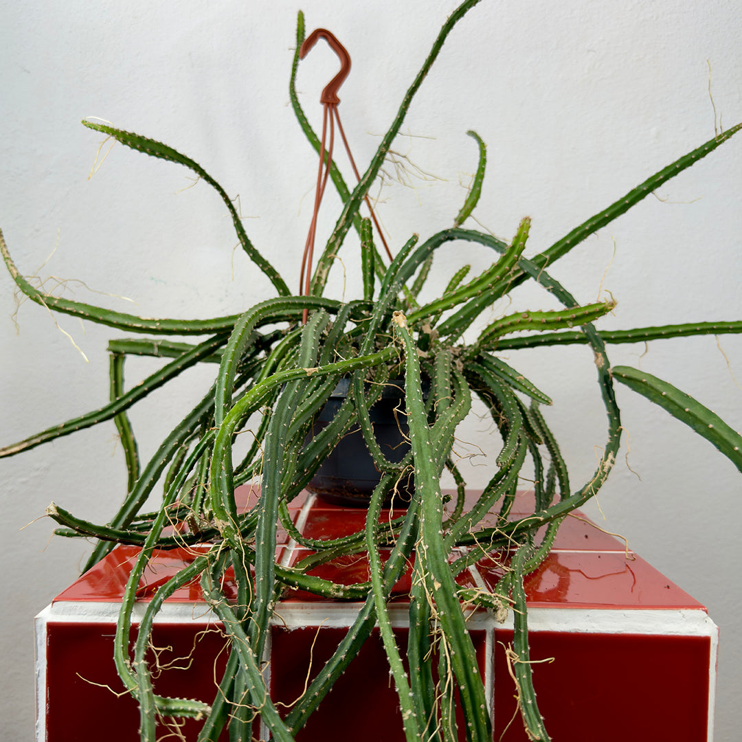 Selenicereus Grandifflorus - Queen of Night