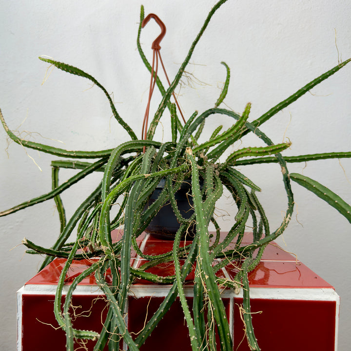 Selenicereus Grandifflorus - Queen of Night