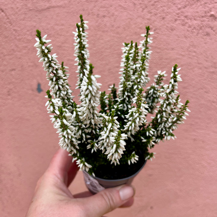 Calluna vulgaris ‘Beauty Ladies Mini’ 6cm — Heather