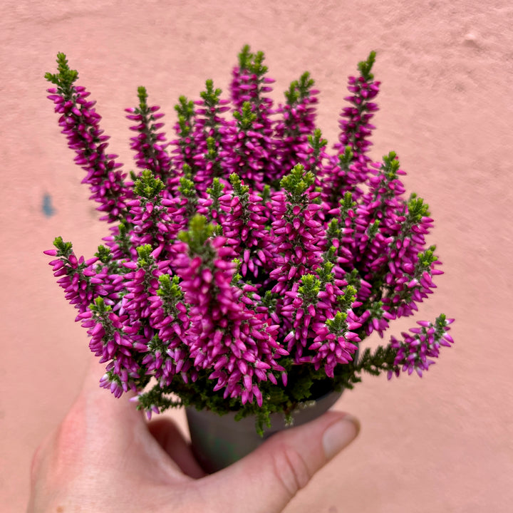 Calluna vulgaris ‘Beauty Ladies Mini’ 6cm — Heather