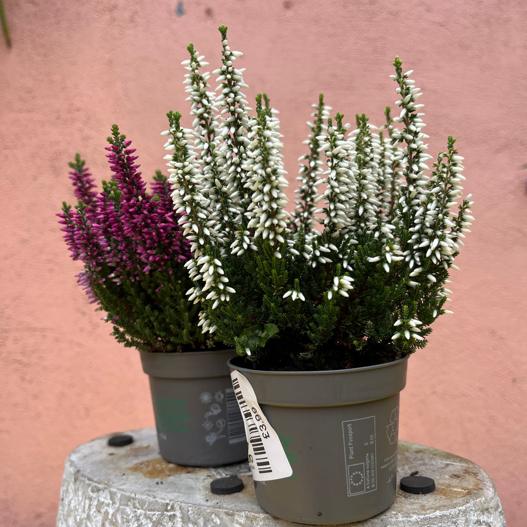 Calluna vulgaris ‘Beauty Ladies Mini’ 6cm — Heather