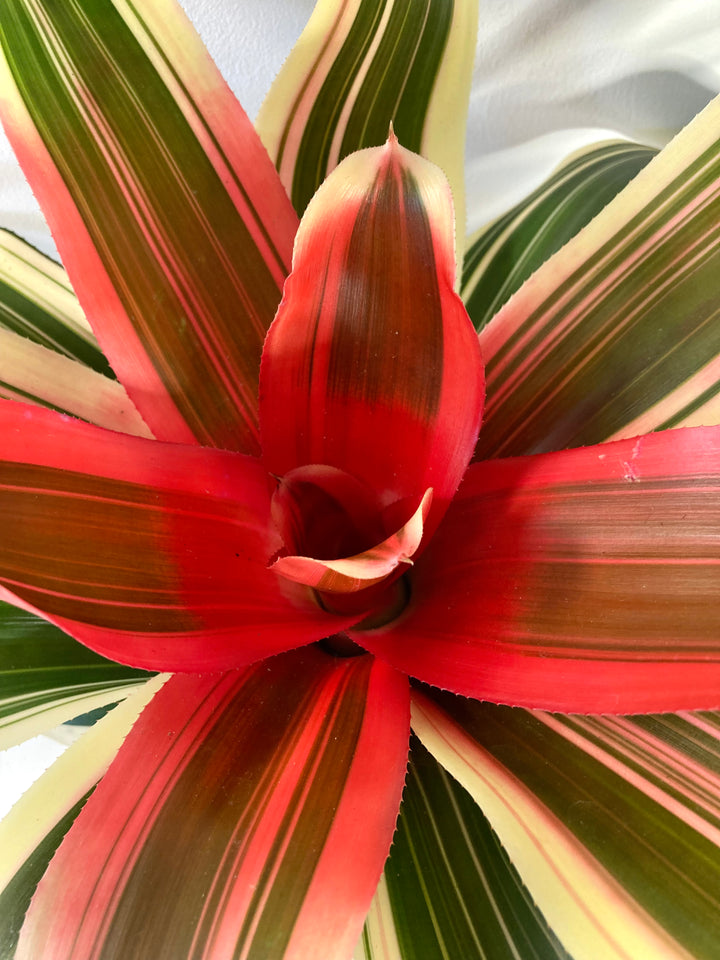 Neoregelia Tri-colour Bromeliad