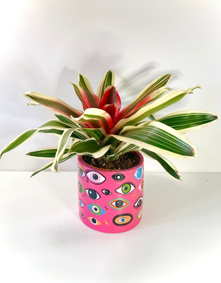 Neoregelia Tri-colour Bromeliad