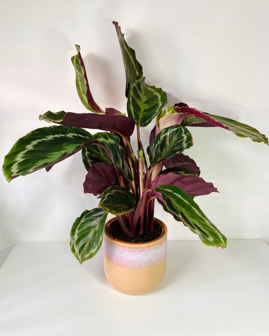 Calathea Medallion