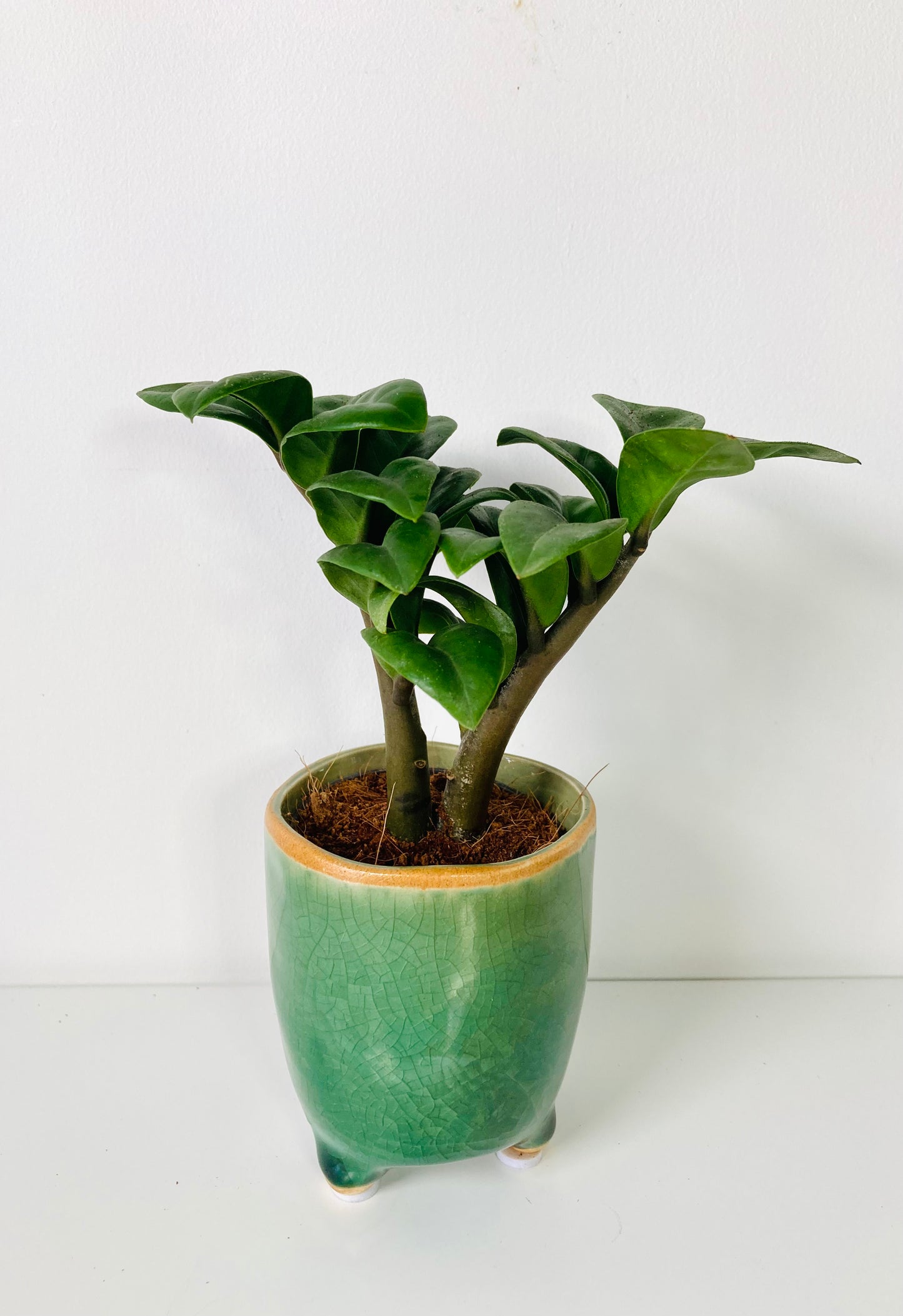 Zamioculcas Zenzi