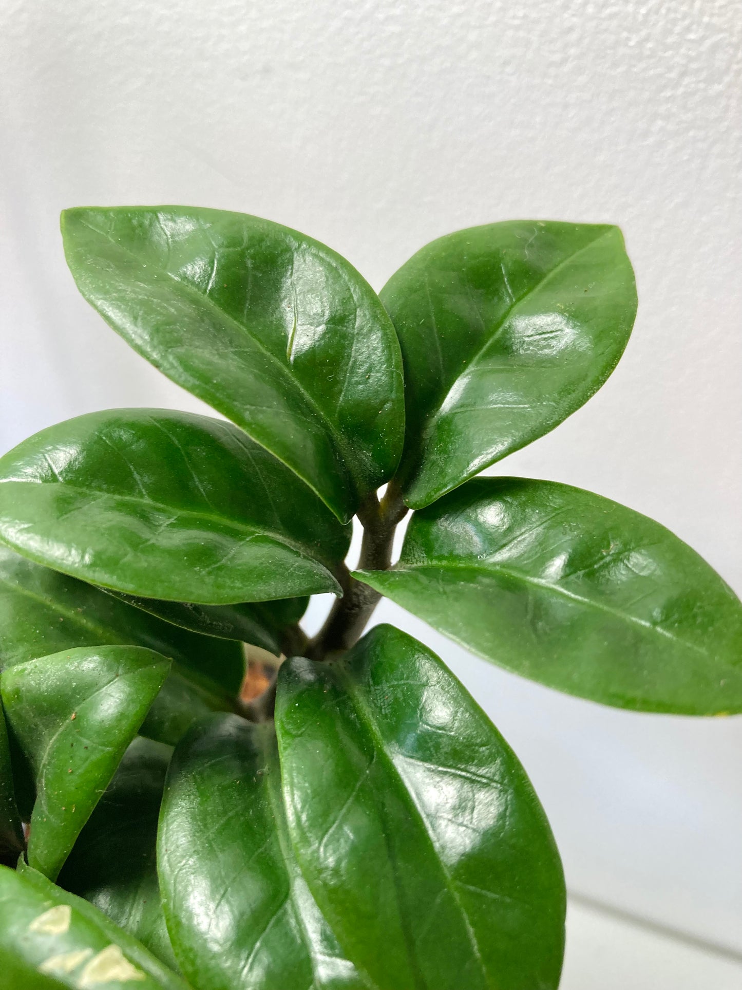 Zamioculcas Zenzi