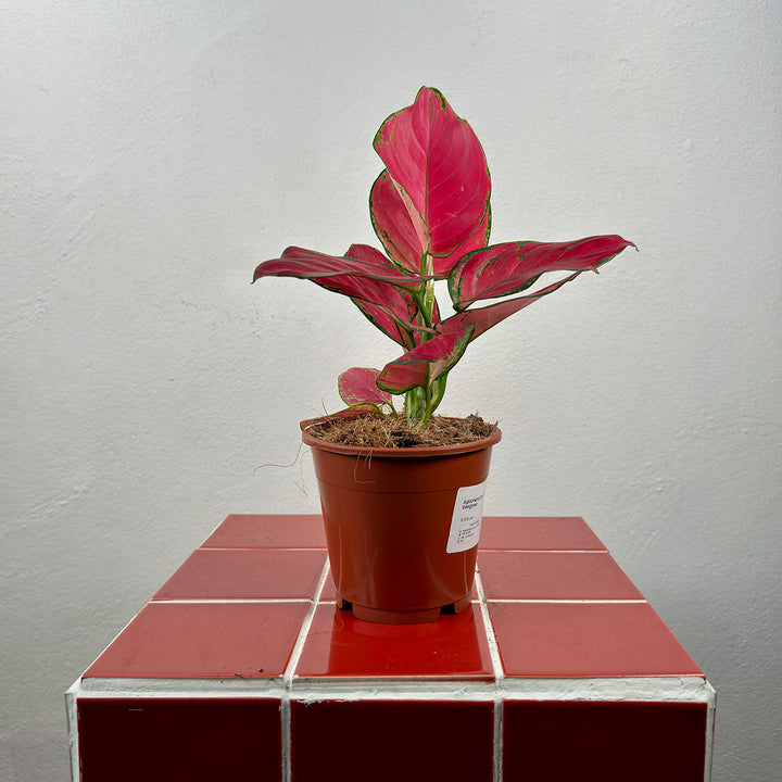 Aglaonema Pink – Chinese Evergreen