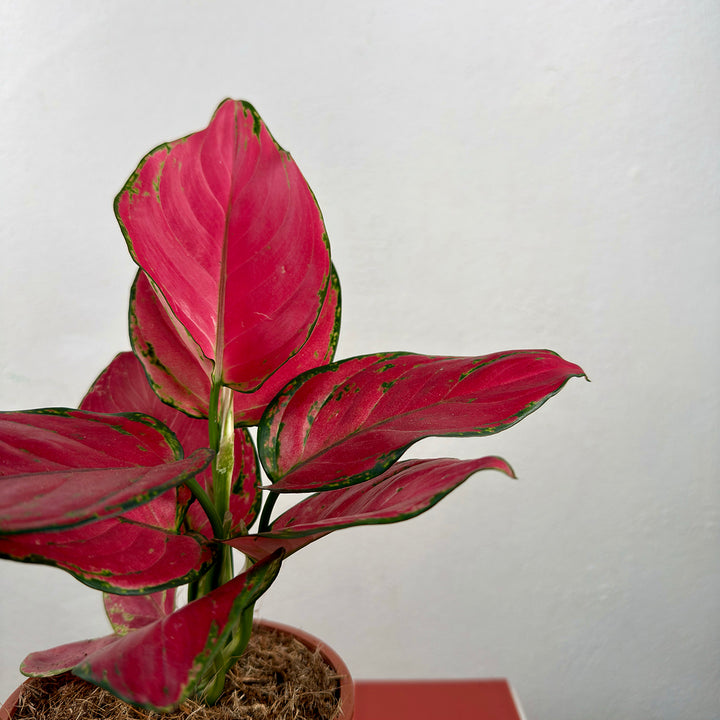 Aglaonema Pink – Chinese Evergreen