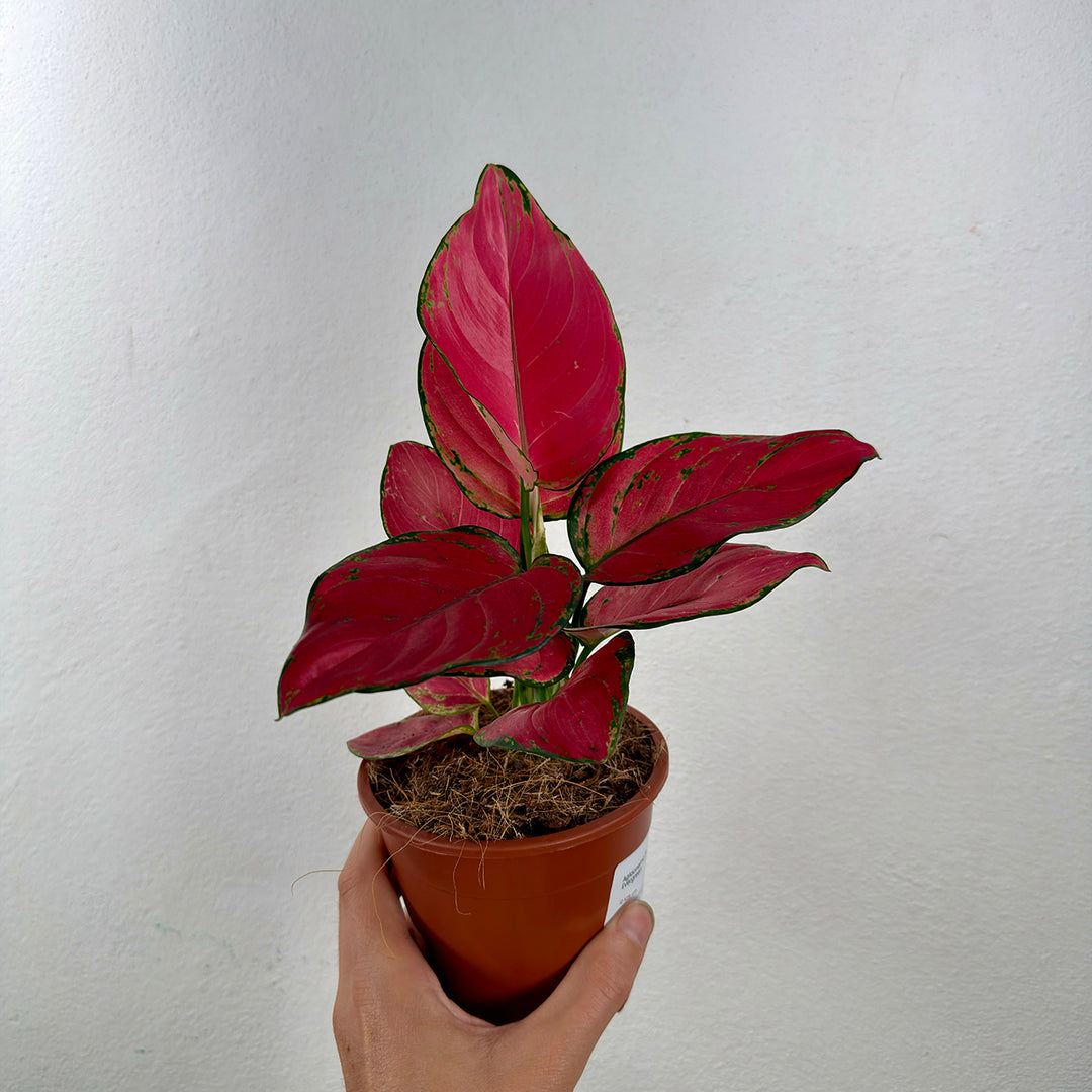 Aglaonema Pink – Chinese Evergreen